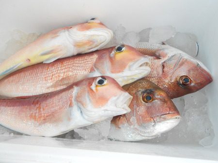 こうゆう丸 釣果