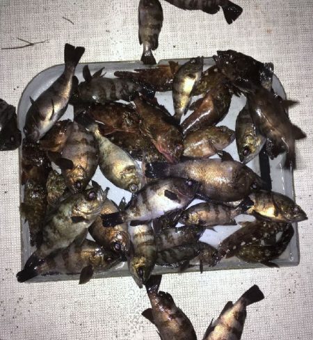 TOPGUN名古屋 釣果