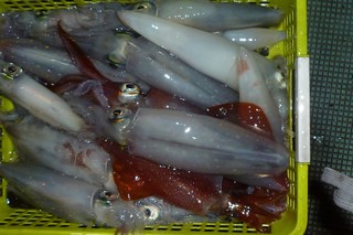 松福丸 釣果