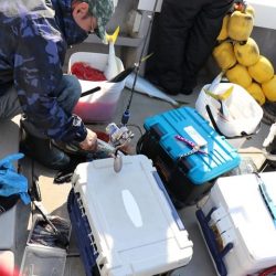 スカイマリン 釣果