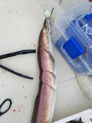 遊漁船　ニライカナイ 釣果