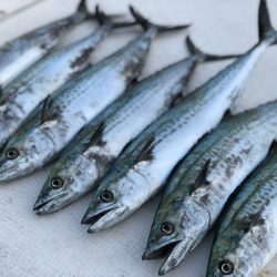 Magic（マジック） 釣果