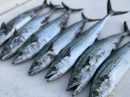 Magic（マジック） 釣果