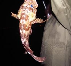 シーマジカル 釣果