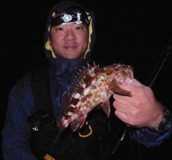 シーマジカル 釣果