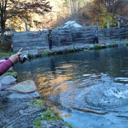 小菅トラウトガーデン 釣果