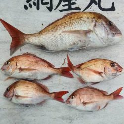 網屋丸 釣果