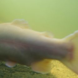 フィッシングレイクたかみや 釣果