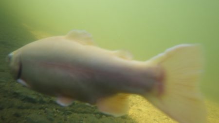 フィッシングレイクたかみや 釣果