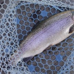 フィッシングレイクたかみや 釣果