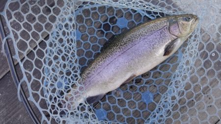 フィッシングレイクたかみや 釣果