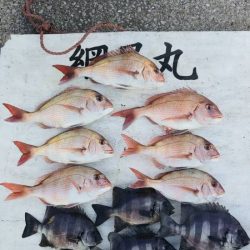 網屋丸 釣果