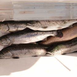 フィッシングレイクたかみや 釣果