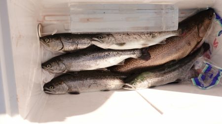 フィッシングレイクたかみや 釣果