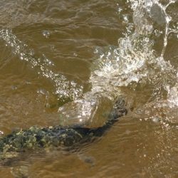 フィッシングレイクたかみや 釣果