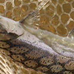 フィッシングレイクたかみや 釣果