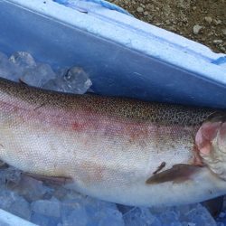 フィッシングレイクたかみや 釣果