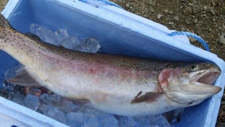 フィッシングレイクたかみや 釣果