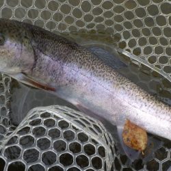 フィッシングレイクたかみや 釣果