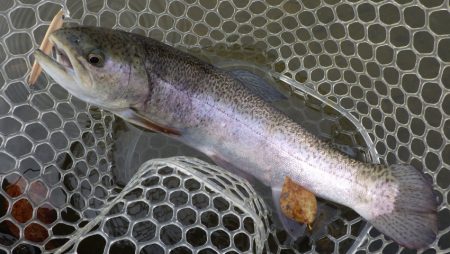 フィッシングレイクたかみや 釣果