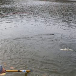 フィッシングレイクたかみや 釣果