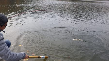 フィッシングレイクたかみや 釣果