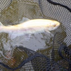 フィッシングレイクたかみや 釣果