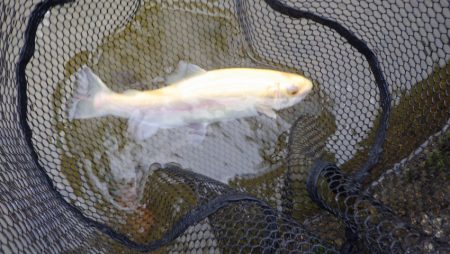 フィッシングレイクたかみや 釣果