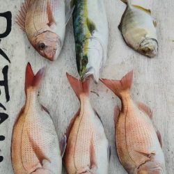 網屋丸 釣果