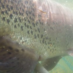 フィッシングレイクたかみや 釣果