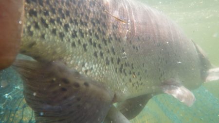 フィッシングレイクたかみや 釣果