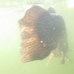 フィッシングレイクたかみや 釣果