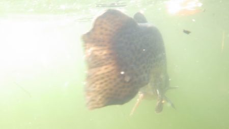 フィッシングレイクたかみや 釣果