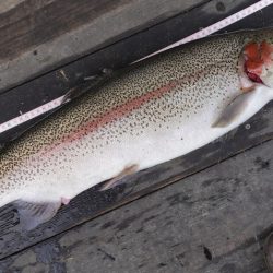 フィッシングレイクたかみや 釣果