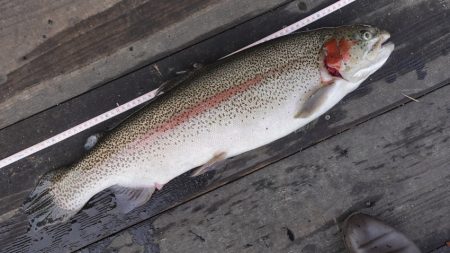 フィッシングレイクたかみや 釣果