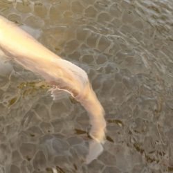 フィッシングレイクたかみや 釣果