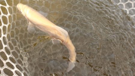 フィッシングレイクたかみや 釣果