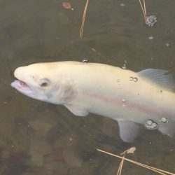 フィッシングレイクたかみや 釣果