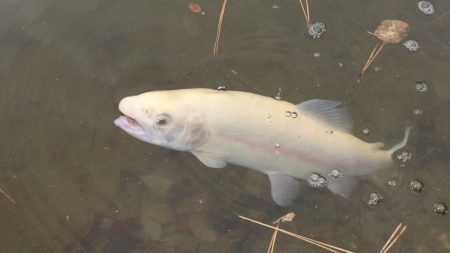 フィッシングレイクたかみや 釣果