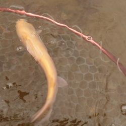 フィッシングレイクたかみや 釣果