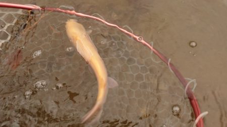 フィッシングレイクたかみや 釣果