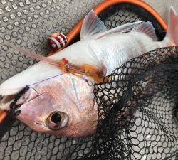 白墨丸 釣果