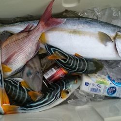 大進丸(新潟) 釣果