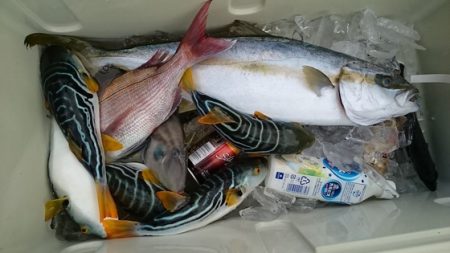 大進丸(新潟) 釣果