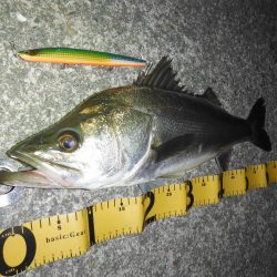 難しいボイルもビッグルアーで！