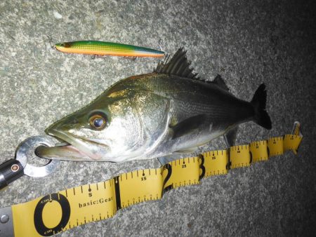 難しいボイルもビッグルアーで！