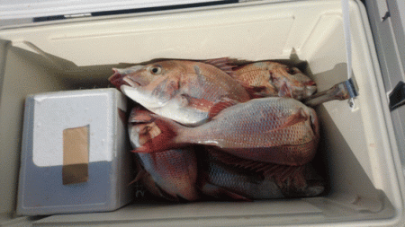 遊漁船ブルーウッズ 釣果