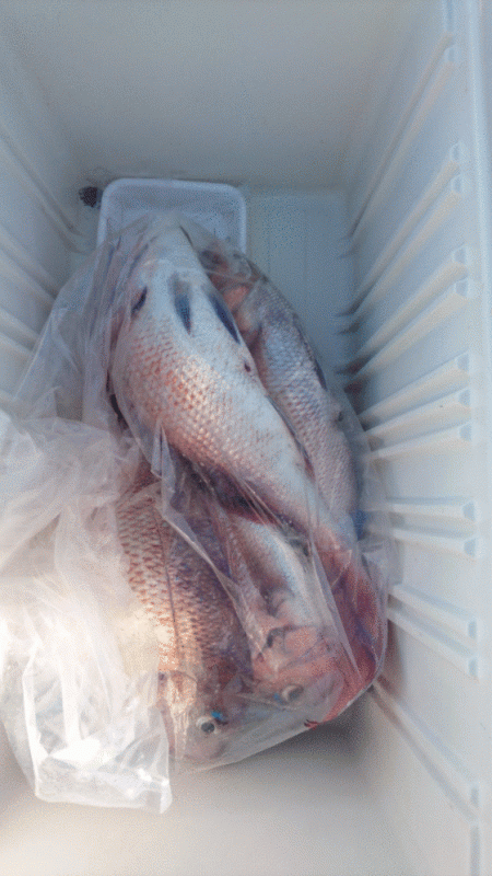 遊漁船ブルーウッズ 釣果