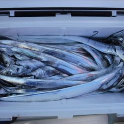 遊漁船 幸友丸 釣果