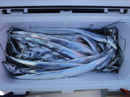 遊漁船 幸友丸 釣果